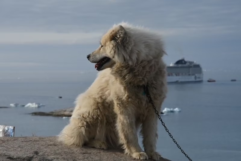 In Groenlandia con MSC Poesia, tour di 22 giorni tra isole da sogno